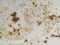 Rusted stains on steel water tank on background. white