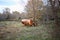 Rusted Truck Bed in a Field