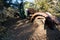 Rusted Truck Stuck in the Sand