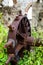 Rusted water wheel