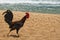 Ruster chicken on hawaian beach