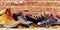 Rustic autumn panorama of assorted shoes