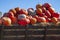 A rustic autumn still life with pumpkins , large different pumpkins, Different varieties of pumpkins, a wooden cart with pumpkins