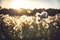 Rustic background with fluffy flowers at countryside summer field during sunset with blurred background with back light in yellow