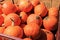 Rustic background of harvest giant pumpkins