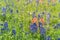 Rustic barbed wire fence with Indian Paintbrush and Bluebonnet blooming