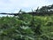 Rustic barbwire on green background