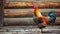 Rustic Barnyard Scene with Colorful Easter Egger Rooster