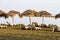 Rustic beach sunbeds and umbrellas