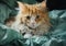 Rustic Beauty: A Stunning Digital Portrait of a Fluffy Kitty Cat