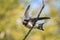 Rustic black swallow