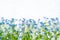 Rustic Border of blue forget-me-not flowers on white background