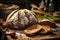 Rustic Bread Composition