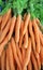 Rustic bunch of carrots