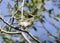 Rustic bunting (Emberiza rustica latifascia)