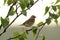 Rustic bunting (Emberiza rustica latifascia)