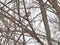 Rustic Bunting perched on tree