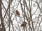 Rustic Bunting perched on tree