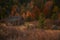 Rustic Cabin Near Red Creek