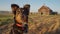 Rustic Charm: Bernese Mountain Dog Overlooking the Farm