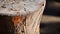 Rustic Charm: Close-up Of Acrylic Stool With Natural Grain And Cracks