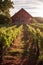 Rustic Charm: A Midday View of a Vineyard and Barn