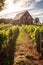 Rustic Charm: A Midday View of a Vineyard and Barn