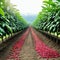 A rustic coffee showcasing rows of green coffee with red coffee cherries ready for sunlit