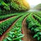 A rustic coffee showcasing rows of green coffee with red coffee cherries ready for sunlit