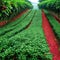 A rustic coffee showcasing rows of green coffee with red coffee cherries ready for sunlit