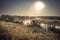 Rustic countryside scenery landscape sunrise with fog river on riverbank with sun and dramatic sky in vintage style