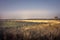 Rustic countryside scenry landscape sunset at golden summer field with ears and forest trees on horizon and dramatic moody sky in