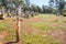 Rustic Cross: New Norcia Cemetery