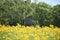 Rustic Deer Stand in a field of yellow flowers