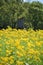 Rustic Deer Stand in a field of yellow flowers