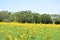 Rustic Deer Stand in a field of yellow flowers