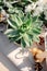 Rustic Dining Table. Succulent on wooden background