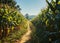 Rustic Dirt Path Leading Through Lush Cornfield Under a Clear Blue Sky Symbolizing Growth and Agriculture