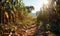 Rustic Dirt Path Leading Through Lush Cornfield Under a Clear Blue Sky Symbolizing Growth and Agriculture