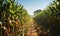 Rustic Dirt Path Leading Through Lush Cornfield Under a Clear Blue Sky Symbolizing Growth and Agriculture