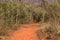 Rustic dirt path surrounded by dense dry and twisted vegetation