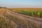 Rustic dirt road next to a corn field at sunset, country road