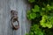 Rustic door with antique knocker with ivy in background