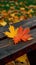 Rustic elegance captured as a maple leaf graces a wooden bench