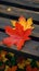 Rustic elegance captured as a maple leaf graces a wooden bench