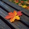 Rustic elegance captured as a maple leaf graces a wooden bench