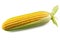 Rustic Elegance: Single Ear of Corn on White Background