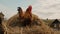 Rustic Farmyard with Rooster