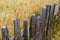 Rustic fence beside a golden field of grasses