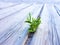 rustic floor of light woods and a small and solitary plant is born in the middle of the slats. Picture taken on the beach in